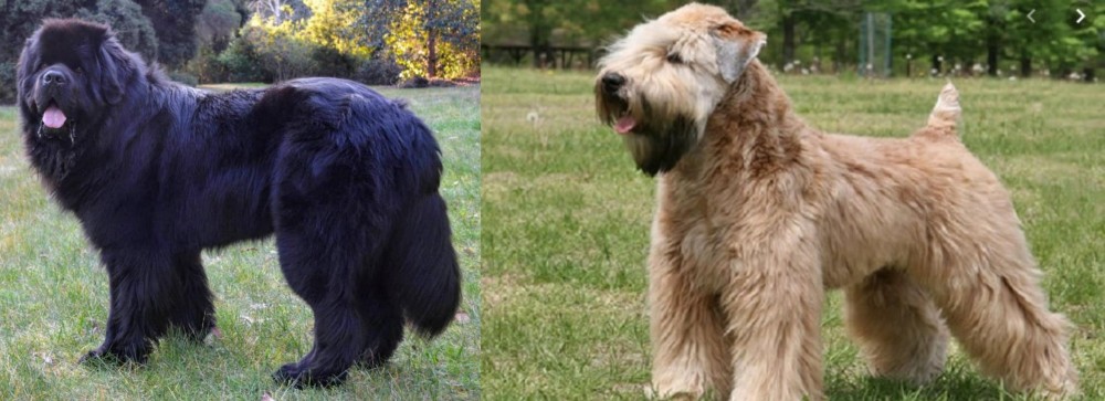 Wheaten Terrier vs Newfoundland Dog - Breed Comparison