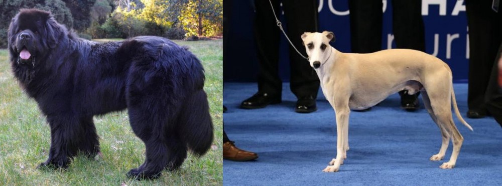 Whippet vs Newfoundland Dog - Breed Comparison