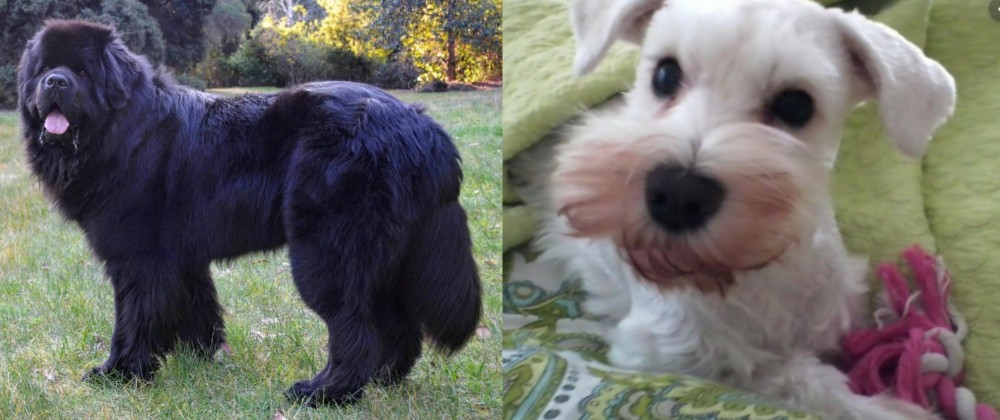 White Schnauzer vs Newfoundland Dog - Breed Comparison