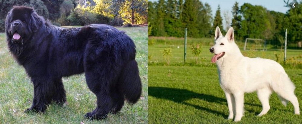 White Shepherd vs Newfoundland Dog - Breed Comparison