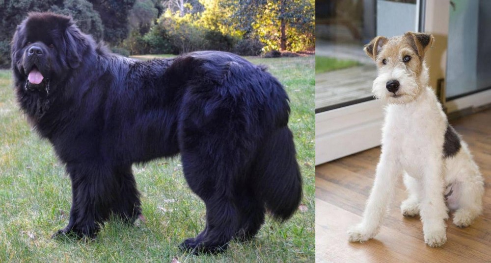 Wire Fox Terrier vs Newfoundland Dog - Breed Comparison