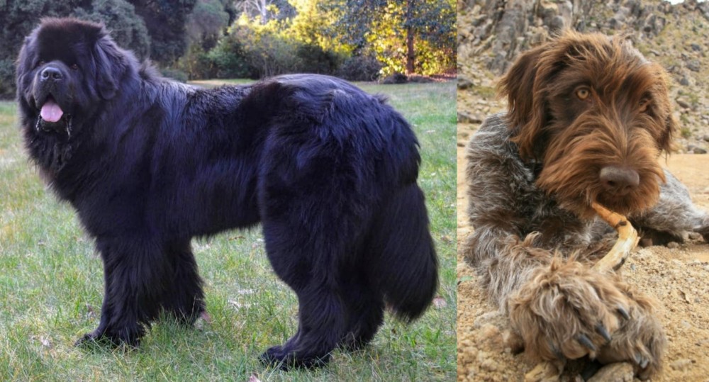 Wirehaired Pointing Griffon vs Newfoundland Dog - Breed Comparison