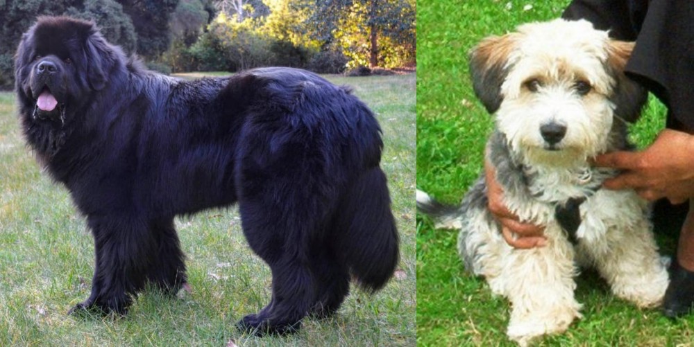 Yo-Chon vs Newfoundland Dog - Breed Comparison