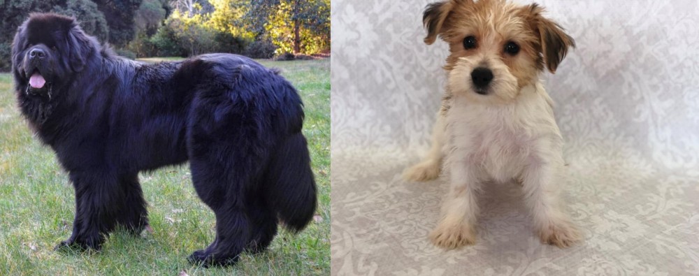 Yochon vs Newfoundland Dog - Breed Comparison