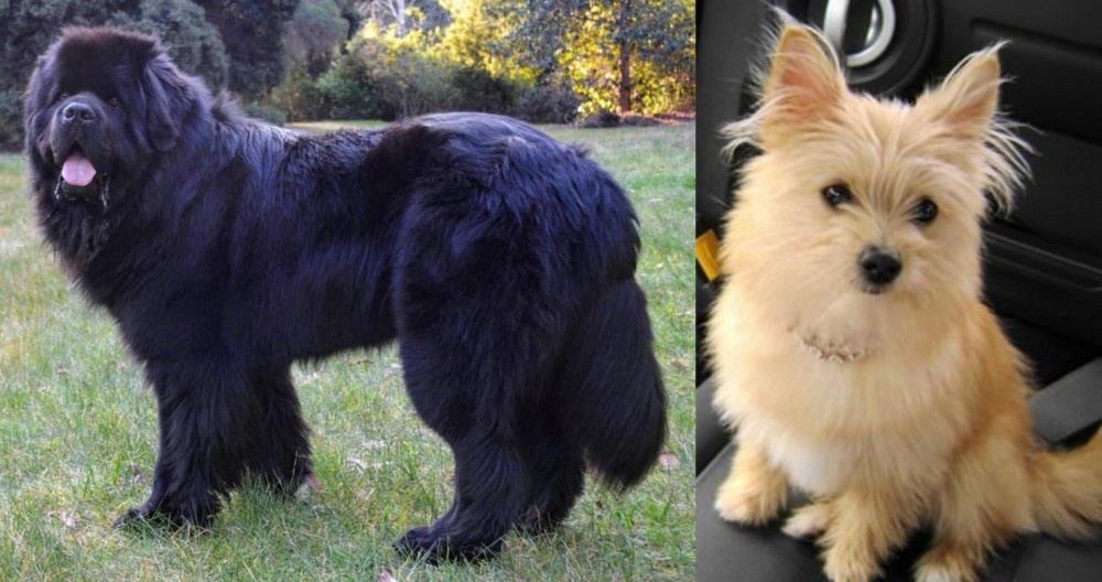 Yoranian vs Newfoundland Dog - Breed Comparison