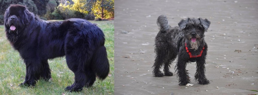 YorkiePoo vs Newfoundland Dog - Breed Comparison