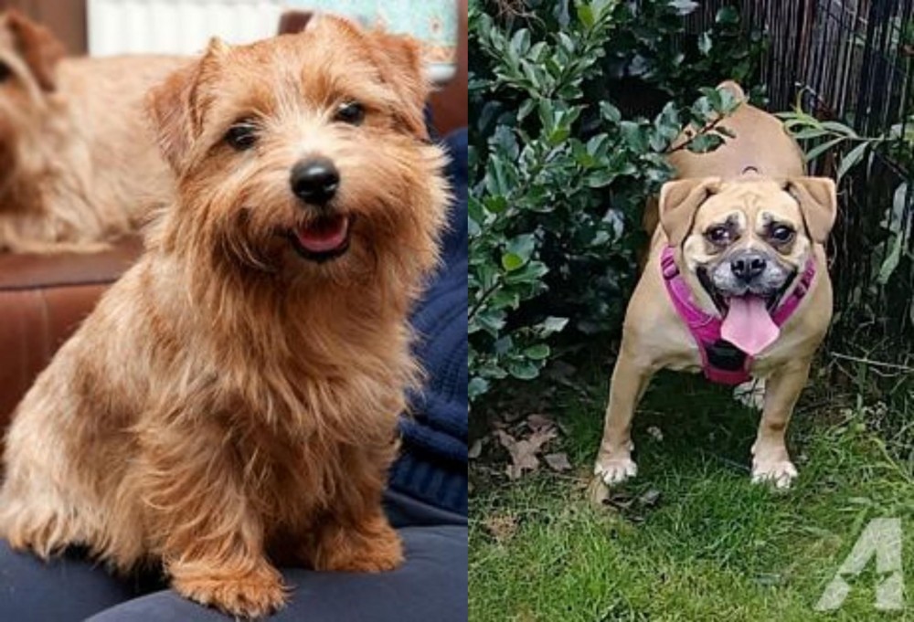 Beabull vs Norfolk Terrier - Breed Comparison