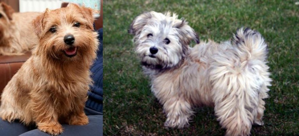 Havapoo vs Norfolk Terrier - Breed Comparison