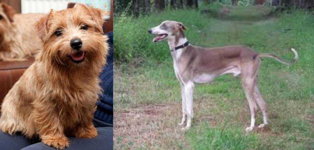 Mudhol Hound vs Norfolk Terrier - Breed Comparison