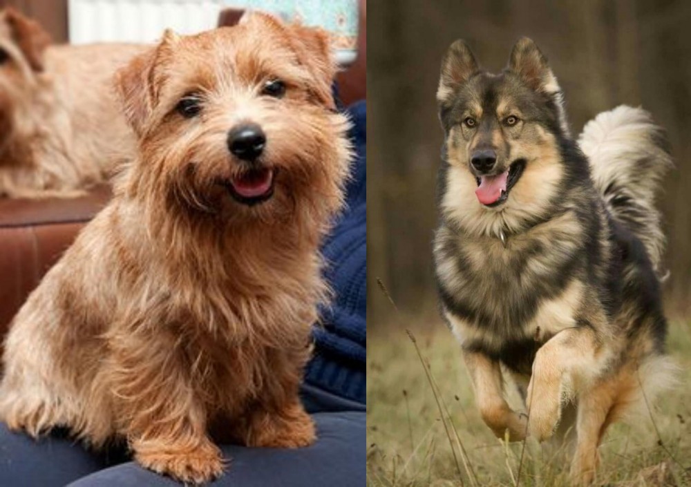 Native American Indian Dog vs Norfolk Terrier - Breed Comparison