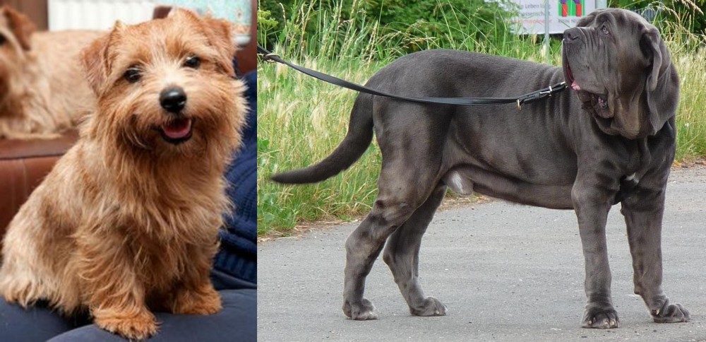 Neapolitan Mastiff vs Norfolk Terrier - Breed Comparison