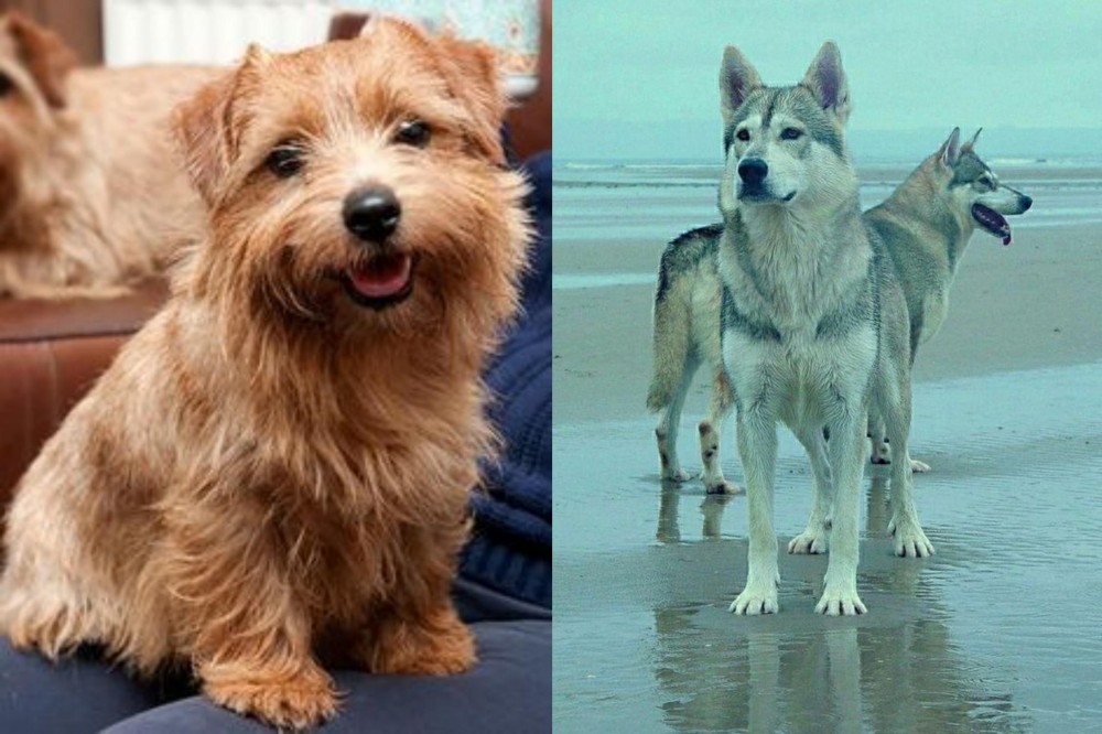 Northern Inuit Dog vs Norfolk Terrier - Breed Comparison