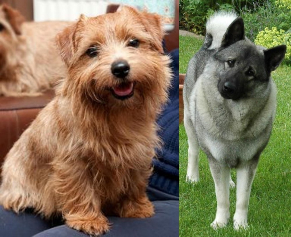 Norwegian Elkhound vs Norfolk Terrier - Breed Comparison