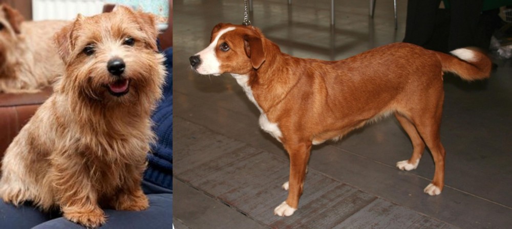 Osterreichischer Kurzhaariger Pinscher vs Norfolk Terrier - Breed Comparison