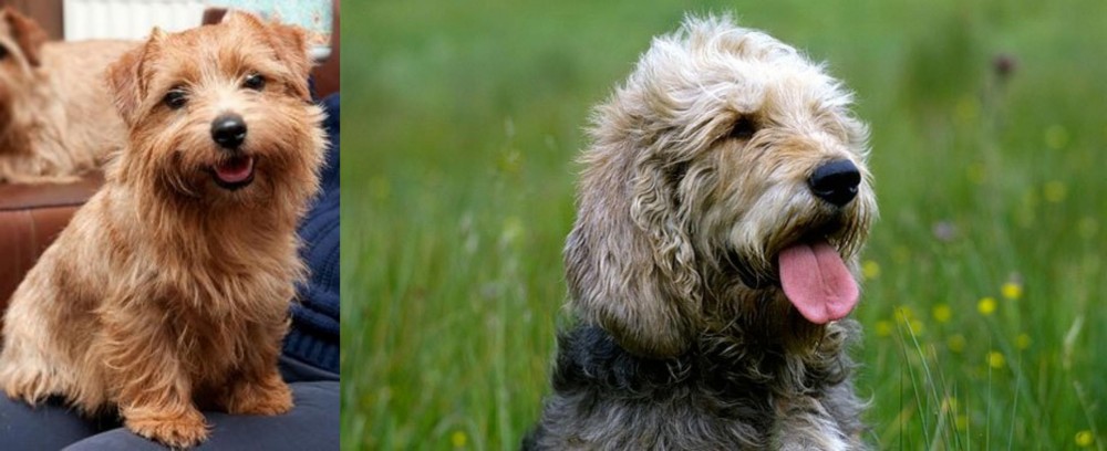 Otterhound vs Norfolk Terrier - Breed Comparison
