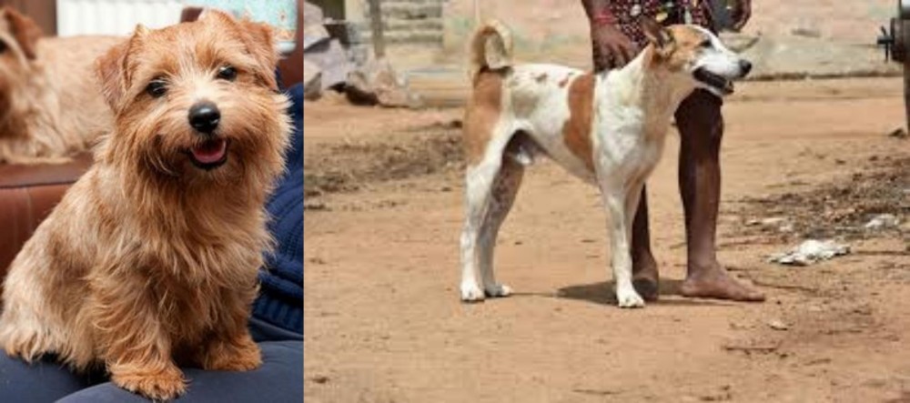 Pandikona vs Norfolk Terrier - Breed Comparison