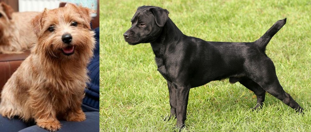 Patterdale Terrier vs Norfolk Terrier - Breed Comparison