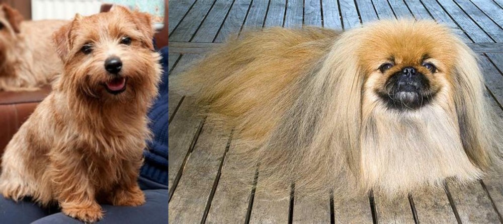Pekingese vs Norfolk Terrier - Breed Comparison
