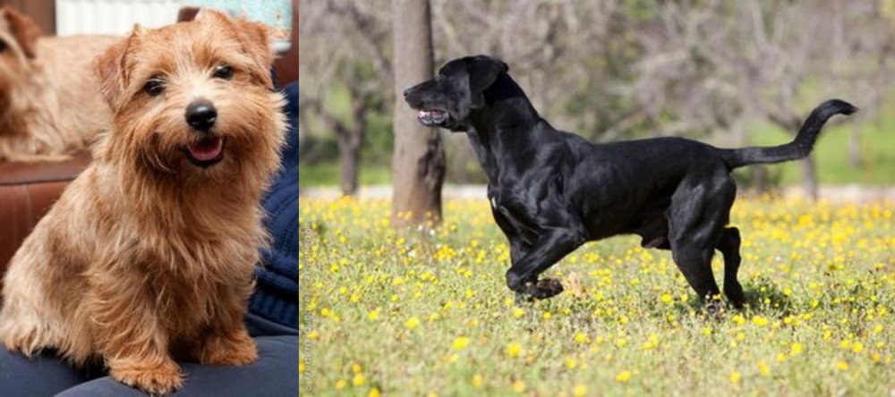 Perro de Pastor Mallorquin vs Norfolk Terrier - Breed Comparison