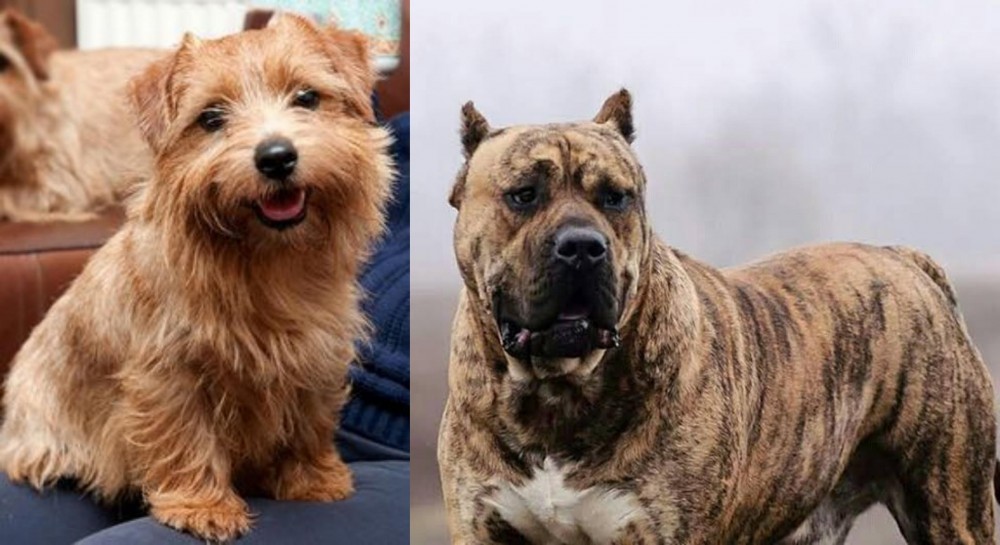 Perro de Presa Canario vs Norfolk Terrier - Breed Comparison