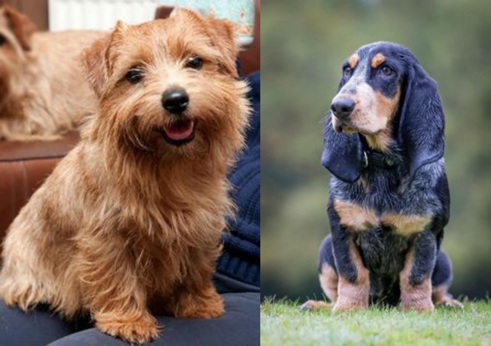 Petit Bleu de Gascogne vs Norfolk Terrier - Breed Comparison