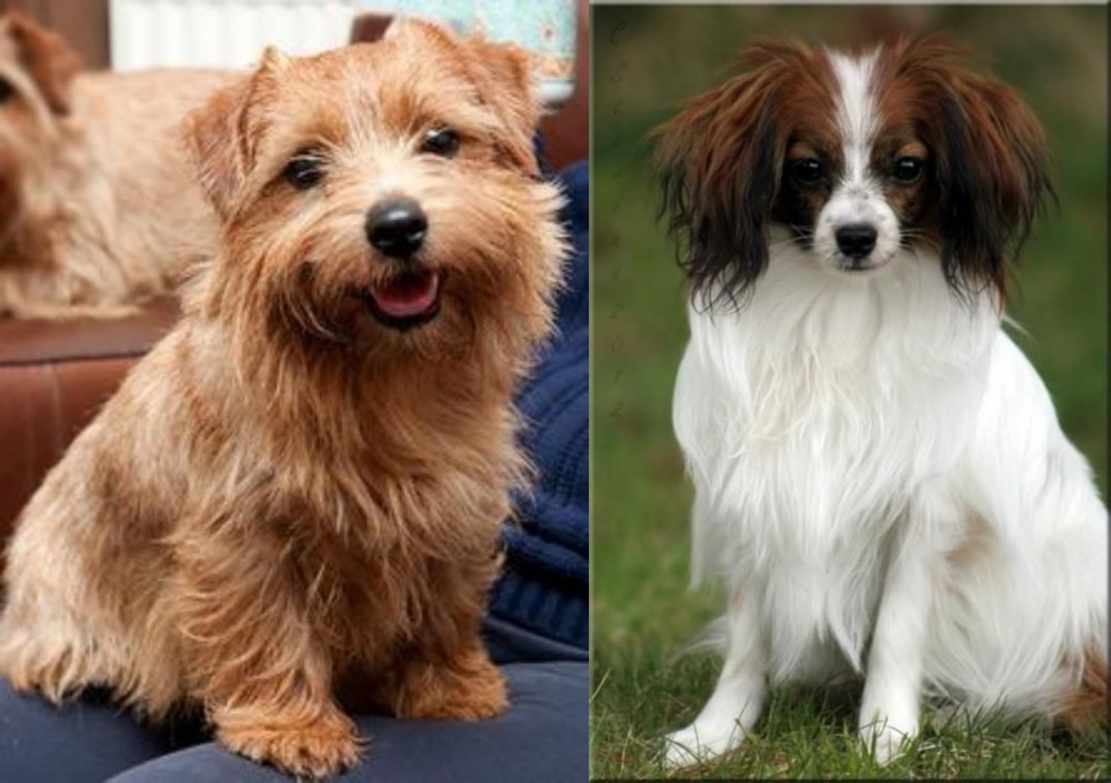 Phalene vs Norfolk Terrier - Breed Comparison