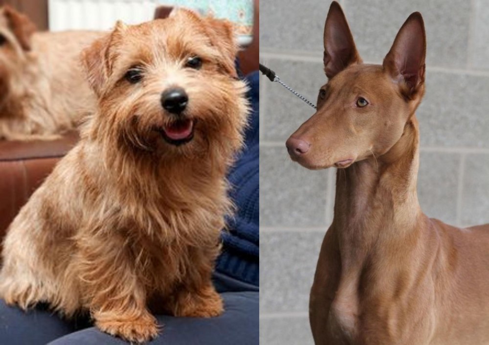 Pharaoh Hound vs Norfolk Terrier - Breed Comparison