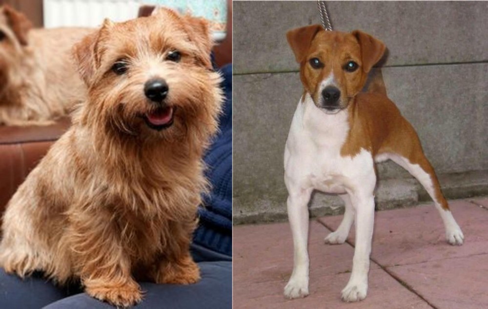 Plummer Terrier vs Norfolk Terrier - Breed Comparison