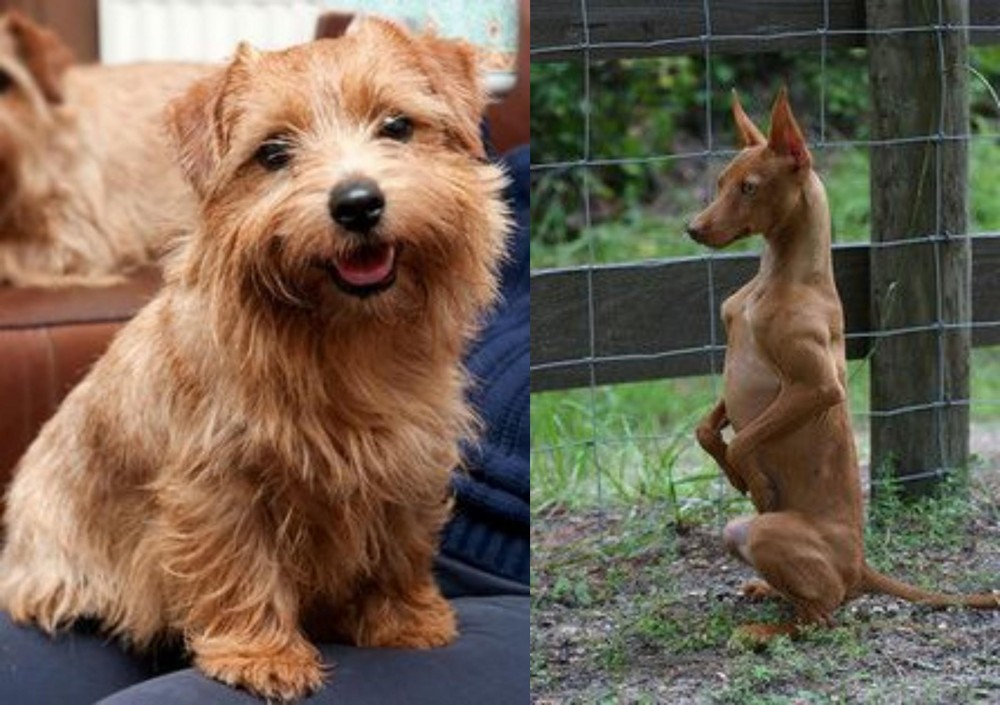 Podenco Andaluz vs Norfolk Terrier - Breed Comparison
