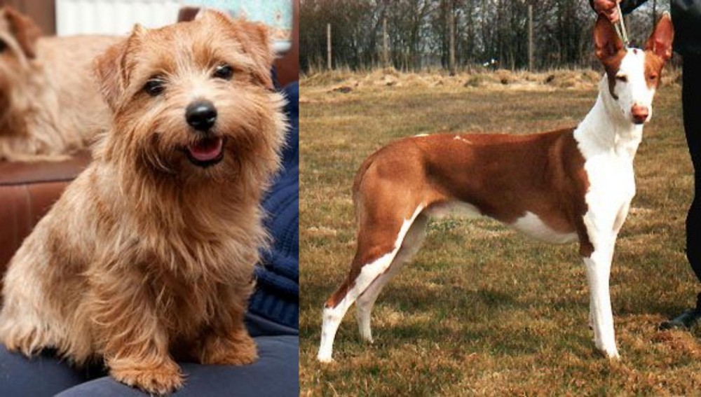 Podenco Canario vs Norfolk Terrier - Breed Comparison