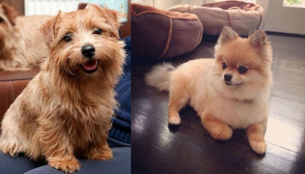 Pomeranian vs Norfolk Terrier - Breed Comparison