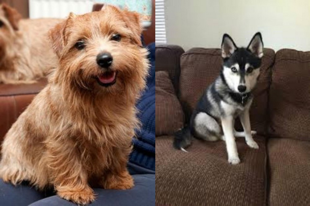 Pomsky vs Norfolk Terrier - Breed Comparison