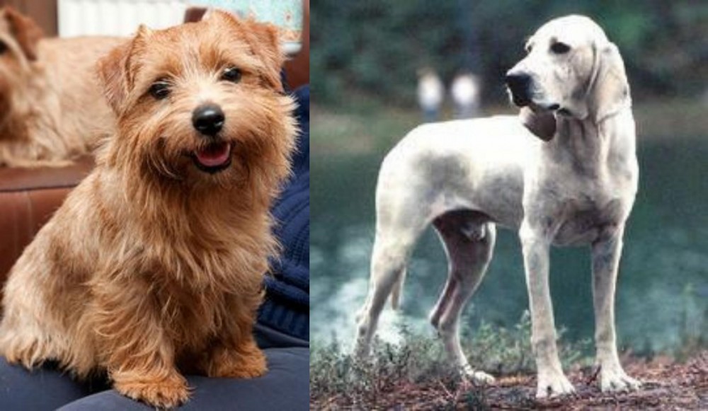 Porcelaine vs Norfolk Terrier - Breed Comparison