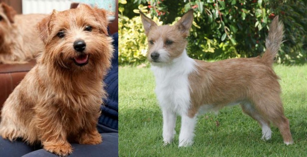 Portuguese Podengo vs Norfolk Terrier - Breed Comparison