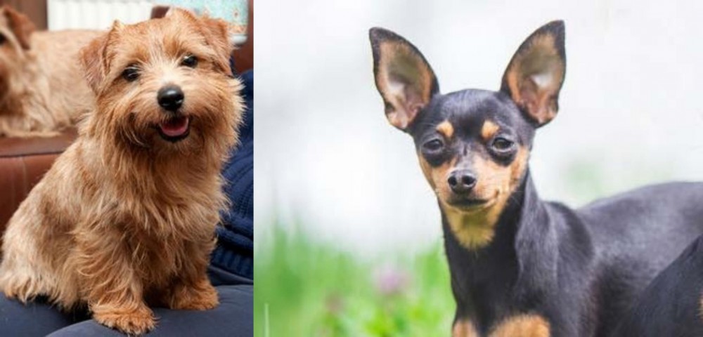 Prazsky Krysarik vs Norfolk Terrier - Breed Comparison