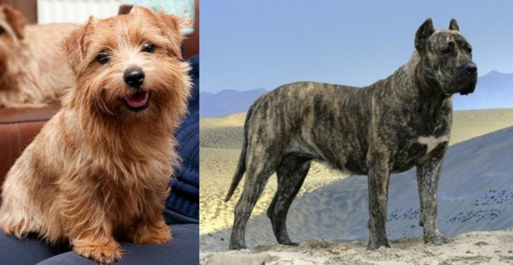 Presa Canario vs Norfolk Terrier - Breed Comparison