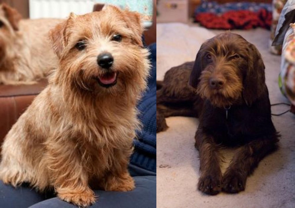 Pudelpointer vs Norfolk Terrier - Breed Comparison