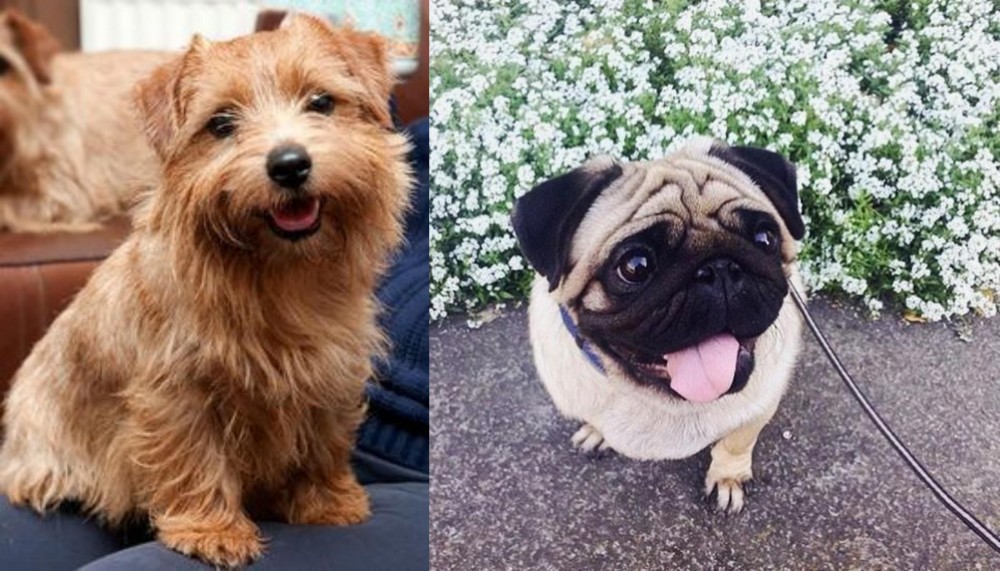 Pug vs Norfolk Terrier - Breed Comparison