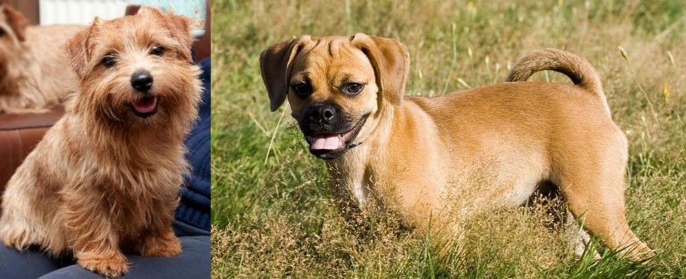 Puggle vs Norfolk Terrier - Breed Comparison