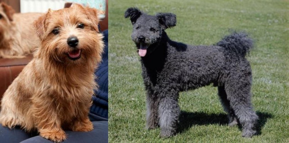 Pumi vs Norfolk Terrier - Breed Comparison