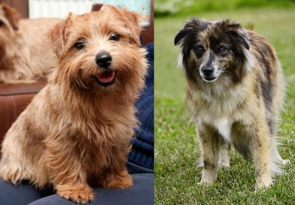 Pyrenean Shepherd vs Norfolk Terrier - Breed Comparison