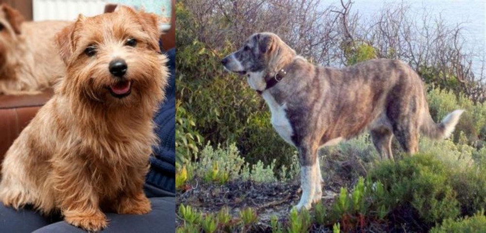 Rafeiro do Alentejo vs Norfolk Terrier - Breed Comparison