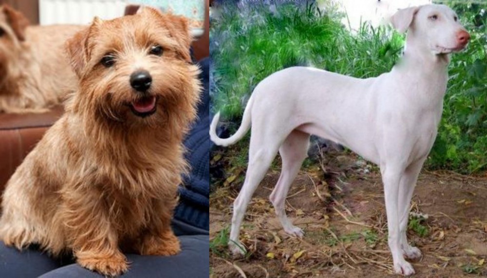 Rajapalayam vs Norfolk Terrier - Breed Comparison