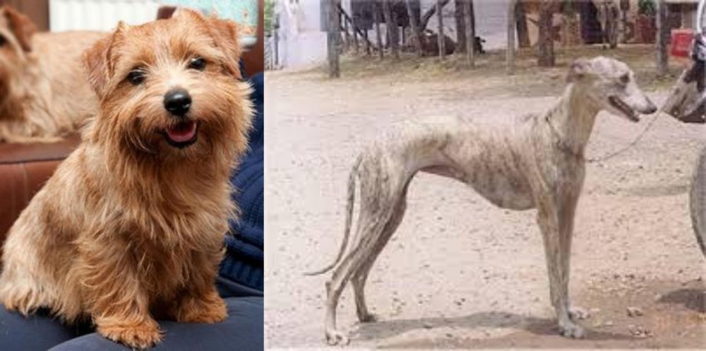 Rampur Greyhound vs Norfolk Terrier - Breed Comparison