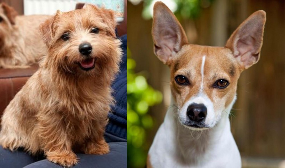 Rat Terrier vs Norfolk Terrier - Breed Comparison