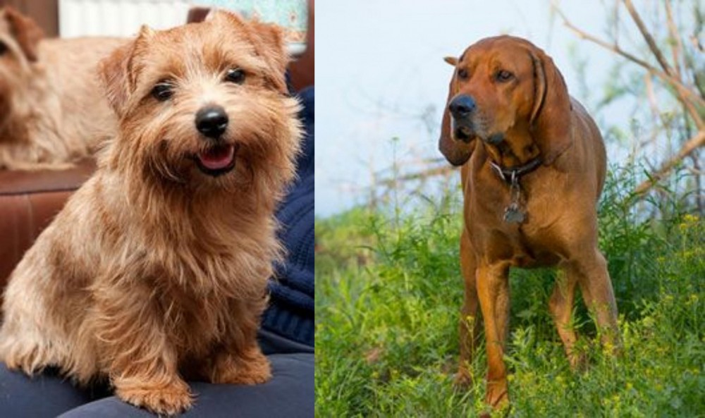 Redbone Coonhound vs Norfolk Terrier - Breed Comparison