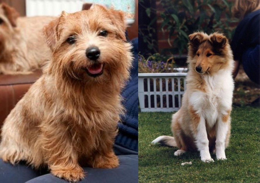 Rough Collie vs Norfolk Terrier - Breed Comparison