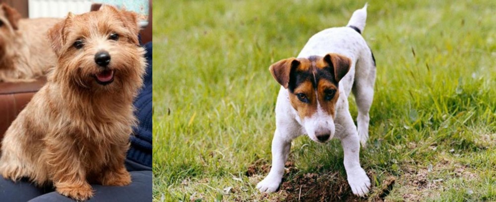 Russell Terrier vs Norfolk Terrier - Breed Comparison