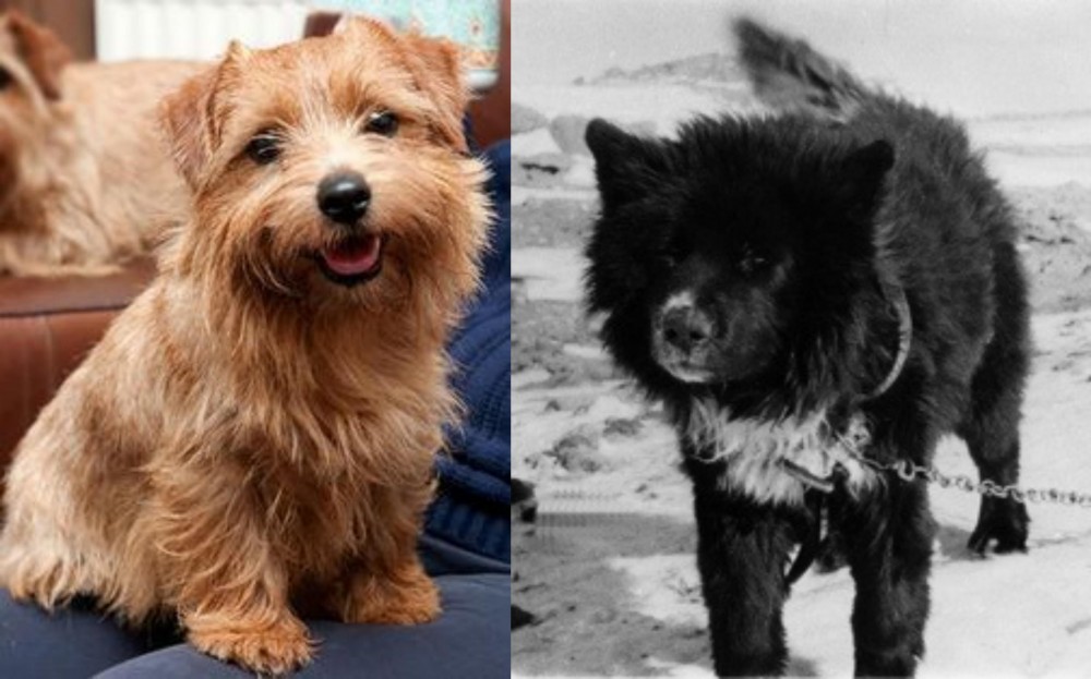 Sakhalin Husky vs Norfolk Terrier - Breed Comparison