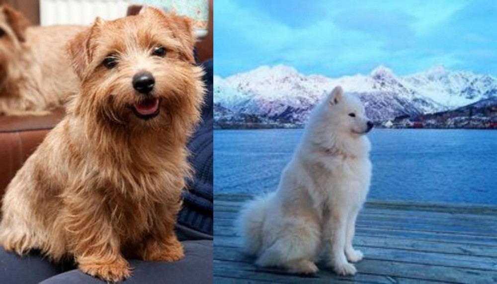Samoyed vs Norfolk Terrier - Breed Comparison